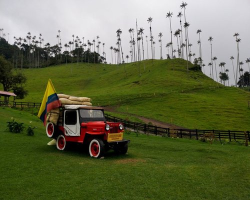 coffee landscape in the Colombian coffee region